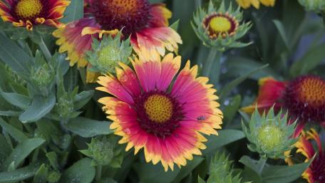 Vibrant Flower Display in Full Bloom wallpaper