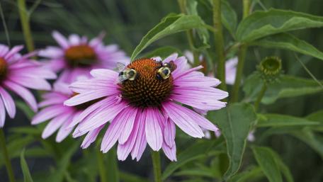 Blooming Coneflowers with Bees wallpaper