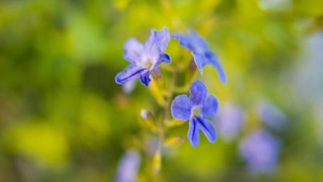 Delicate Blue Blooms in a Lush Green Background wallpaper