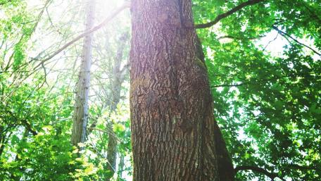 Majestic Tree Amidst Vibrant Greenery wallpaper
