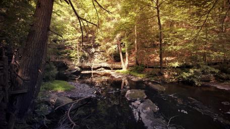 Serene Forest Stream and Bridge Wallpaper wallpaper