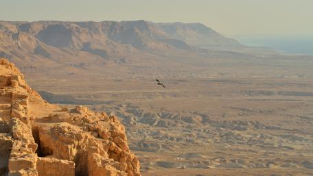 Majestic Desert Landscape with Eagle Soaring Above wallpaper