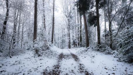 Serenity in a Winter Forest Pathway wallpaper