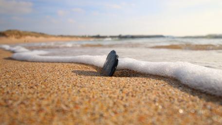 Serene Beach Foam at Low Angle View wallpaper