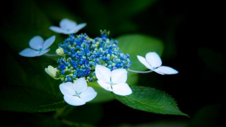Delicate Beauty of Hydrangeas in Bloom wallpaper