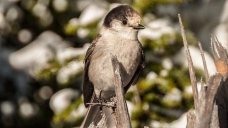 Charming Little Bird Perched Gracefully wallpaper