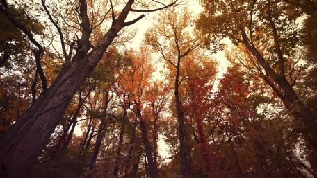 Autumn Splendor Above the Forest Floor wallpaper
