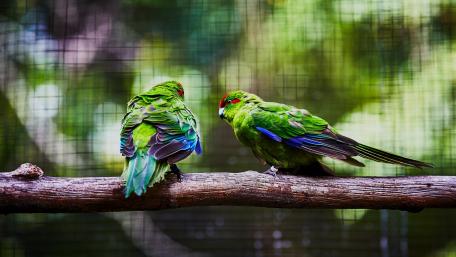 Vibrant Parrots Sharing a Moment wallpaper
