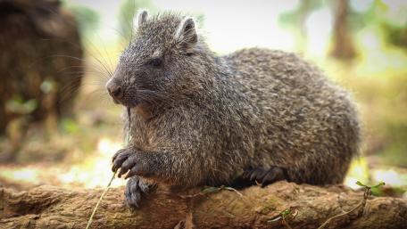 Charming Rodent in Natural Habitat wallpaper