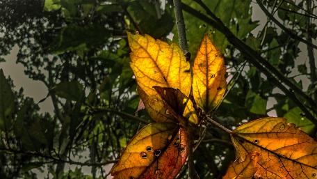 plants wallpaper