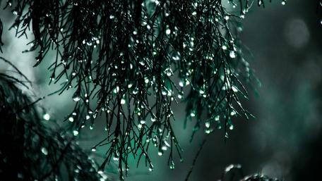 Glistening Water Drops On Emerald Needles wallpaper