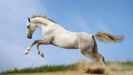 White horse wallpaper
