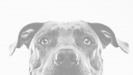 Cute doge wallpaper