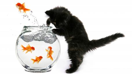 Kitten's Fishing Adventure wallpaper