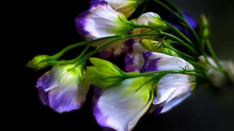Purple and White Petal Harmony wallpaper