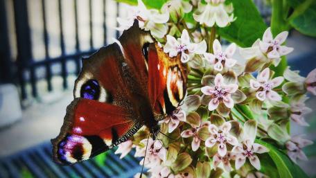 Vibrant Butterfly Amidst Flowers wallpaper