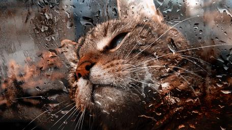 Gentle Cat Behind Raindrops Chill wallpaper