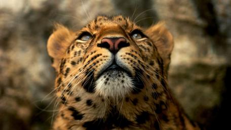 Majestic Leopard Gaze wallpaper