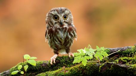 Baby owl wallpaper