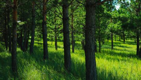 Serene Green Forest of Inner Mongolia wallpaper