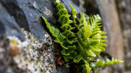 Lush Green Ferns Amidst Rocky Texture wallpaper
