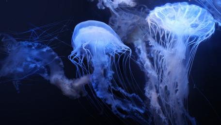 Graceful Jellyfish Dancing in Deep Blue Sea wallpaper