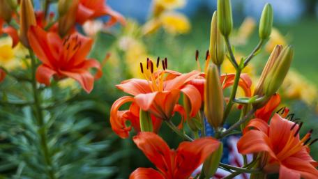 Vibrant Orange Lilies in Bloom wallpaper