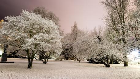 Winter Wonderlands in Hoarfrost Glow wallpaper