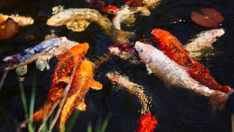Vibrant Goldfish Graceful Swimming in Still Waters wallpaper
