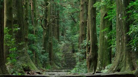 Stairway Through a Serene Redwood Forest wallpaper