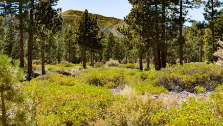 Serene Forest Landscape Embracing Nature's Beauty wallpaper