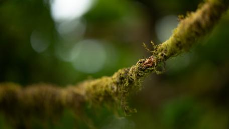 Lush Green Twig in Focus wallpaper