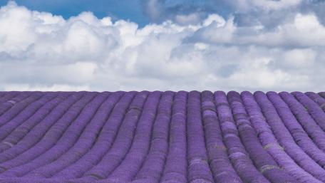 Stunning Lavender Field Under Blue Skies wallpaper