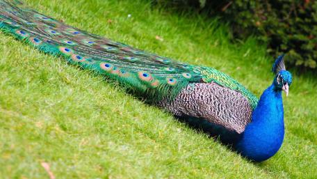 Majestic Peacock on Vibrant Green Grass wallpaper