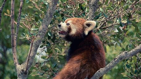 Red Panda in a Serene Setting wallpaper