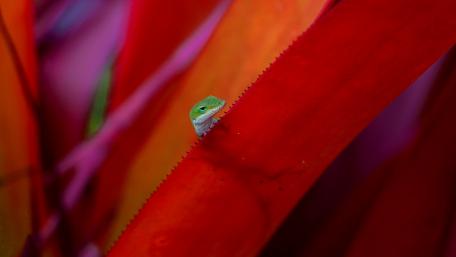 Vibrant Lizard Among Red Leaves wallpaper