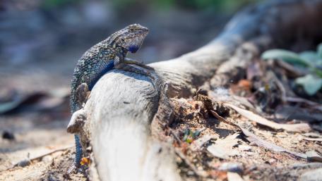 Vibrant Lizard on Natural Log wallpaper