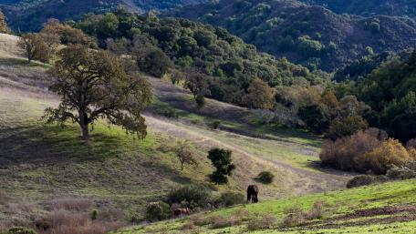 Serene Pastoral Landscape in Nature's Embrace wallpaper