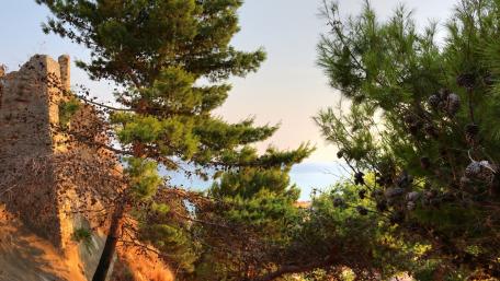 Serene Coastal Pines at Dusk wallpaper