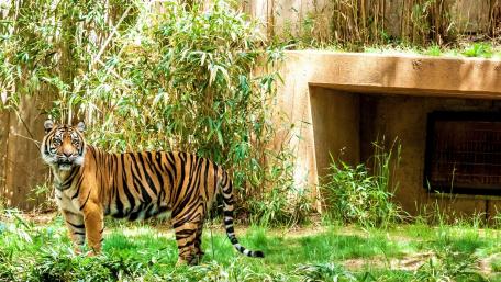Majestic Tiger in a Lush Habitat wallpaper