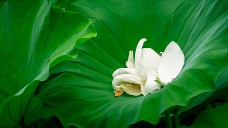Serenity of a Water Lily Among Lush Green Leaves wallpaper