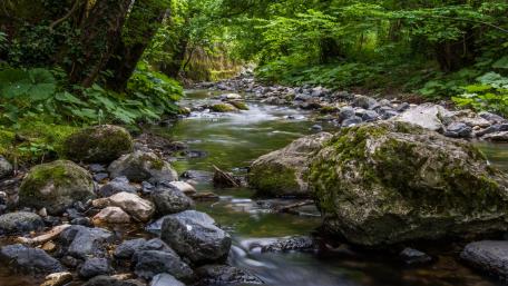 Tranquil Forest Creek Scene wallpaper