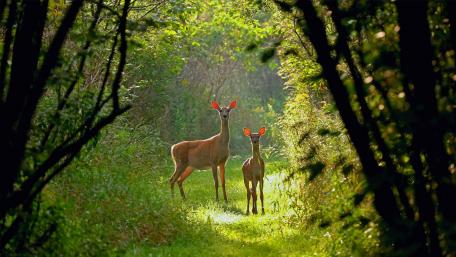Beauty of nature wallpaper