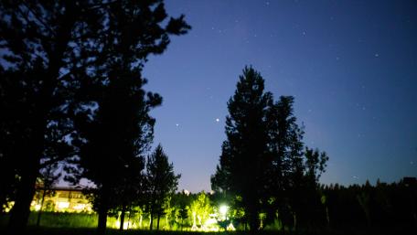 Serene Starry Night Amidst Trees wallpaper