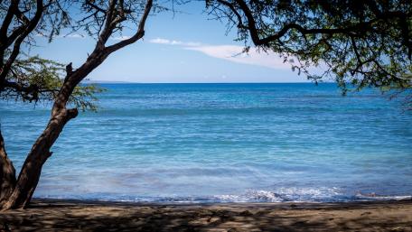 Tranquil Sea Horizon Beneath Trees wallpaper