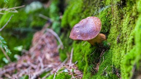 Mushroom Beauty on Lush Mossy Ground wallpaper