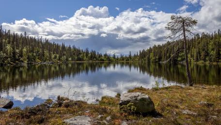 Tranquil Lake Surrounded by Pine Forests wallpaper