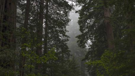 Serene Misty Forest Retreat wallpaper
