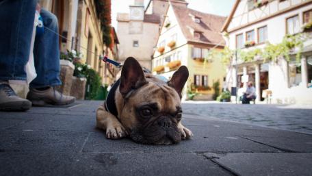 Adorable French Bulldog on a City Stroll wallpaper