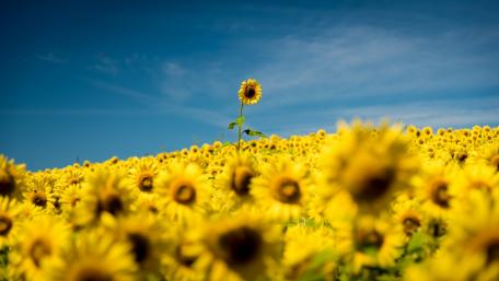 Sunlit Splendor in a Sea of Sunflowers wallpaper